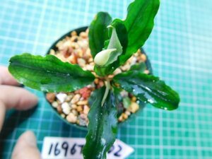 ◎1696TN302　 (自家栽培）水草　ブセファランドラ　Bucephalandra sp.Sintang Kayulapis Type2 LA便