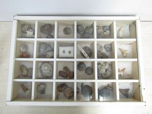 多種類　化石　まとめて　希少　 ウニ　アンモナイト　クジラの牙　貝　琥珀　三葉虫 など 木製ケース入り 標本　自然科学 　K0580