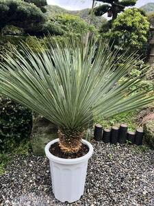 太株　ユッカ ロストラータ 発根　耐寒性-15 ドライガーデン 地植え シンボルツリー Yucca ガーデニング 