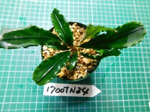◎1700TN24　 (自家栽培）水草　ブセファランドラ　Bucephalandra sp.シンタン②