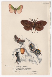1897年 Sharpe ロイド博物誌 鱗翅目 Pl.92 イラガ科 ヒロヘリアオイラガ スコペロデス属 ドラチフェラ属 博物画