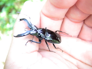 ペルビアヌスクビボソクワガタ ♂37mm 昆虫標本用　死骸　ペルー　 アマゾナス産　クビボソ