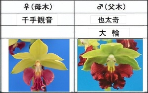 80Kえびね欄　５２４　千手観音×也太奇　来春以降初花見込苗　未開花交配苗　山野草エビネラン