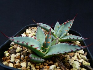 屈原の舞扇◆根あり２頭セット◆ Agave palmeri ssp. palmeri Kutsugen no Maiougi アガベ 国内育成