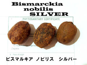 3月入荷 ビスマルキア ノビリス シルバー 5粒 種 種子 Bismarckia nobilis Silver 証明書あり