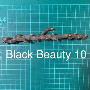 Black Beauty 10穂木　いちじく穂木 イチジク穂木 