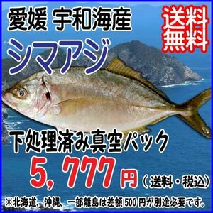 愛媛 シマアジ 1~1.5kg 原体サイズ 刺身 煮魚 焼魚 干物 下処理済み 送料無料 北海道・沖縄・東北は別途送料 宇和海の幸問屋