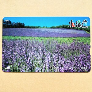 【使用済】 花ふみカード 北海道 ラベンダー畑