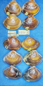 蛤 YMRS−24-0513-3　60mm×10個 　　江戸前　ハマグリ　貝殻　標本　材料