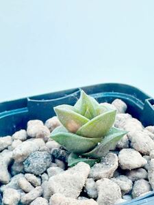 ハオルチア ビスコーサ エイルポートHaworthia viscosa eylport ポートエリザベス原産 抜き苗送料無料 検 ニグラ 硬葉 希少種 レア