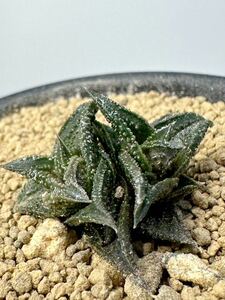 ハオルチア ニグラ ダブルヘッド Haworthia nigra kojima 黒鮫 双頭 アフリカ原産 抜き苗送料無料 検黒肌 硬葉ハオルシア　希少