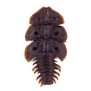 Platerodrilus sp. 60 サンヨウベニボタル標本 西ジャワ