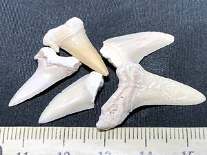 サメの歯 5本・3・（モロッコ産化石標本）
