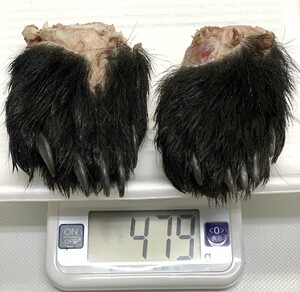 【ジビエ】ツキノワグマ　熊の手足　２個　計４７９ｇ　鮮度＆品質最高
