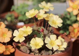 Oxalis obtusa sunset 高級感ある厚めな花弁のobtusa