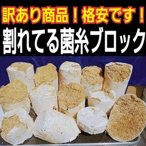 割れてるから格安です！　オオヒラタケ菌床ブロック　　　　カブトムシ幼虫の栄養強化に！マットに埋め込むだけ！　クワガタの産卵床にも