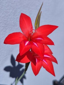 【原種グラジオラス 球根】Gladiolus stefaniae