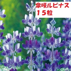 【花の種】傘葉ルピナス　傘咲ルピナス　大輪に紫色　ブルー　１５粒