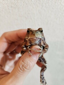 アズマヒキガエル ヒキガエル 蛙 カエル かえる 蟇蛙 ひきがえる 約5センチ メス 恐らくメス 少しオレンジ強め
