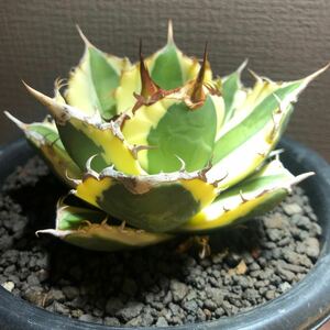 【510】アガベ チタノタ スナグルトゥース 菊鉢5号 Agave titanota Snaggle Tooth 