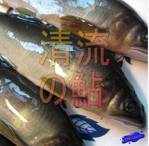 特大「鮎1kg、13尾位入り」極上品、鮮度抜群!!