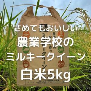 農業学校の学生と作ったミルキークイーン精米したて5kg　令和5年産新米