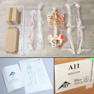 [2675170]ドイツ3B社製 人体骨格模型 A11 説明書/箱付◆未使用/医療/整骨/接骨/鍼灸/整形/骨格モデル/スケルトン/人体模型/うぶ品
