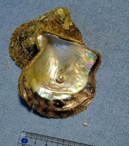宇和島産アコヤ貝とその中から採れた真珠 2