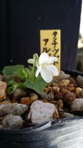 山野草　スミレ科　タチツボスミレ素芯花アルビノ種　希少種　栃木県産　　純白な花が清楚、可憐。