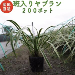 斑入りヤブラン １０.５cmポット苗 ２００株 やぶらん フイリヤブラン 藪蘭 苗木 植木 庭木 生け垣 下草 グランドカバー