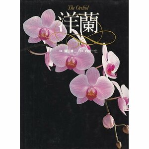 【中古】 洋蘭