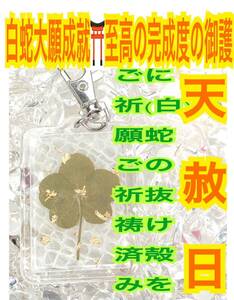 白蛇の抜け殻 本物 金運 恋愛運 金の五つ葉のクローバー キーホルダー 脱け殻 メモリーオイル 白蛇のお守り【天赦日ご祈祷済み】財布 24