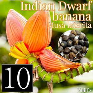 インディアンドワーフ・バナナ 種子×10 [ワイルドバナナ]Musa laterita ムサ・ラテリタ