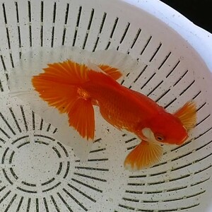 【よし蝶】トリカラー土佐錦F1　二歳　13cm （検索用　蝶尾　出目金　土佐金　金魚）