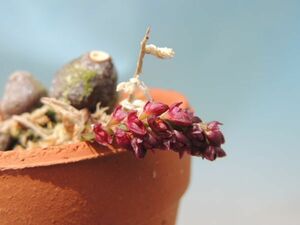 T♪小型洋蘭　Bulbophyllum muscarirubrum　 洋ラン