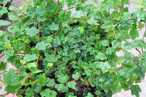 大ボリューム　Ficus pumila var.quercifolia フィカス プミラ　クエルキフォリア　1ポット　　 パルダリウム　テラリウムに