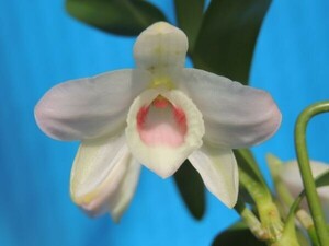 T♪洋蘭　Dendrobium nobile f.carnea `F.arima