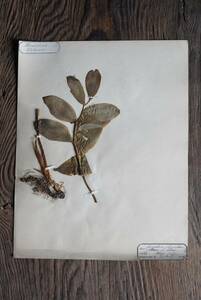ローヌ地方より 古い植物標本 押し花 / 19世紀・フランス / 古道具 古物 アンティーク 絵画 オブジェ 05