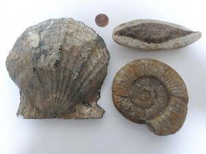 【化石】大型化石4点セット（計1.4kg）