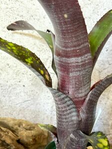 【Frontier Plants】【現品】ビルベルギア・コーランダイナスティ　Billbergia Kolan Dynasty（Bill. Tarantella x Bill. Fred Red)