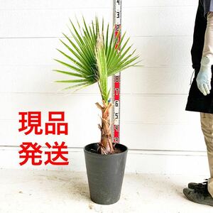 ワシントンヤシ　約:100cm 【ドラセナ 庭木 シンボルツリー 植木 ヤシの木 ココスヤシ ガーデニング ニオイシュロラン】244462