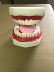 歯列模型 大型 歯 模型 歯列 模型 無段階 開閉式 病院 学校 歯磨き 指導 教育 実習 デモンストレーション 訳アリ