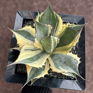 【Lj_plants】 W436多肉植物 アガベ　パラサナ　インプレッショニスト 極上子株