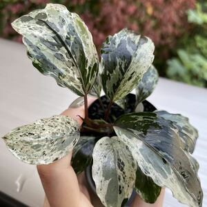 ブセファランドラ モトレイアーナ バリエガータBucephalandra Motleyana variegata(斑入り)