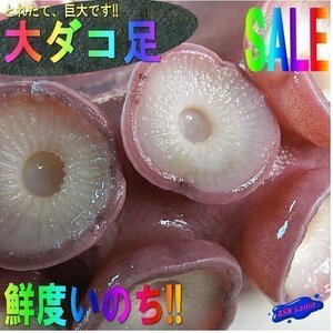 お刺身用35kgの「nタコ足１本で2.45kg」特大・極太！！山陰境港産