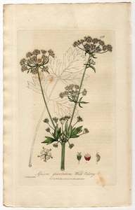 1835年 Baxter 手彩色 銅版画 Pl.156 セリ科 オランダミツバ属 セロリ APIUM GRAVEOLENS