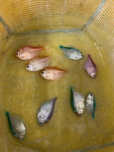 ★即決★カラーブラックテトラ ３匹セット ±3ｃｍ　熱帯魚 カラシン