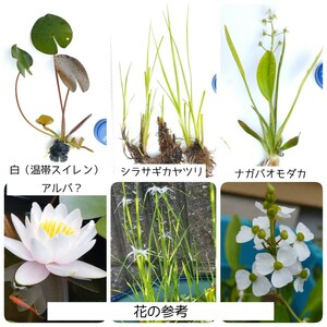 白い清楚な花のビオトープができます！　アルバ？（温帯睡蓮）、シラサギカヤツリ、ナガバオモダカ　合計3種類