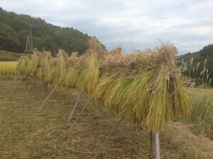 ヒノヒカリ　玄米 20キロ　農家 掛け干し米 天日干し米　白米可