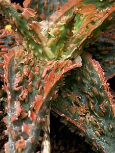 Aloe hybrid ⑩ アロエ ハイブリッド 実生 多肉植物 